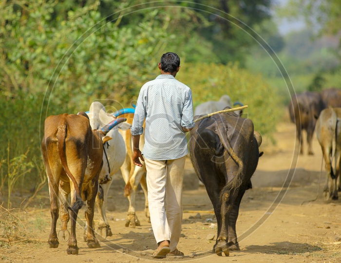 Indian Rural Man With His Cattle / Cow / Buffaloes