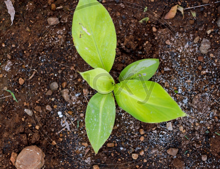 Banana Plant Saplings In The Field Closeup Shot
