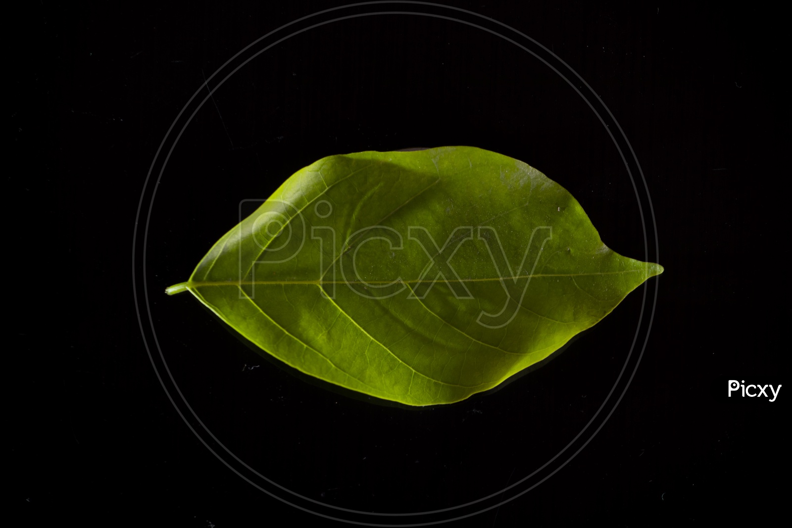 green leaf isolated with black background