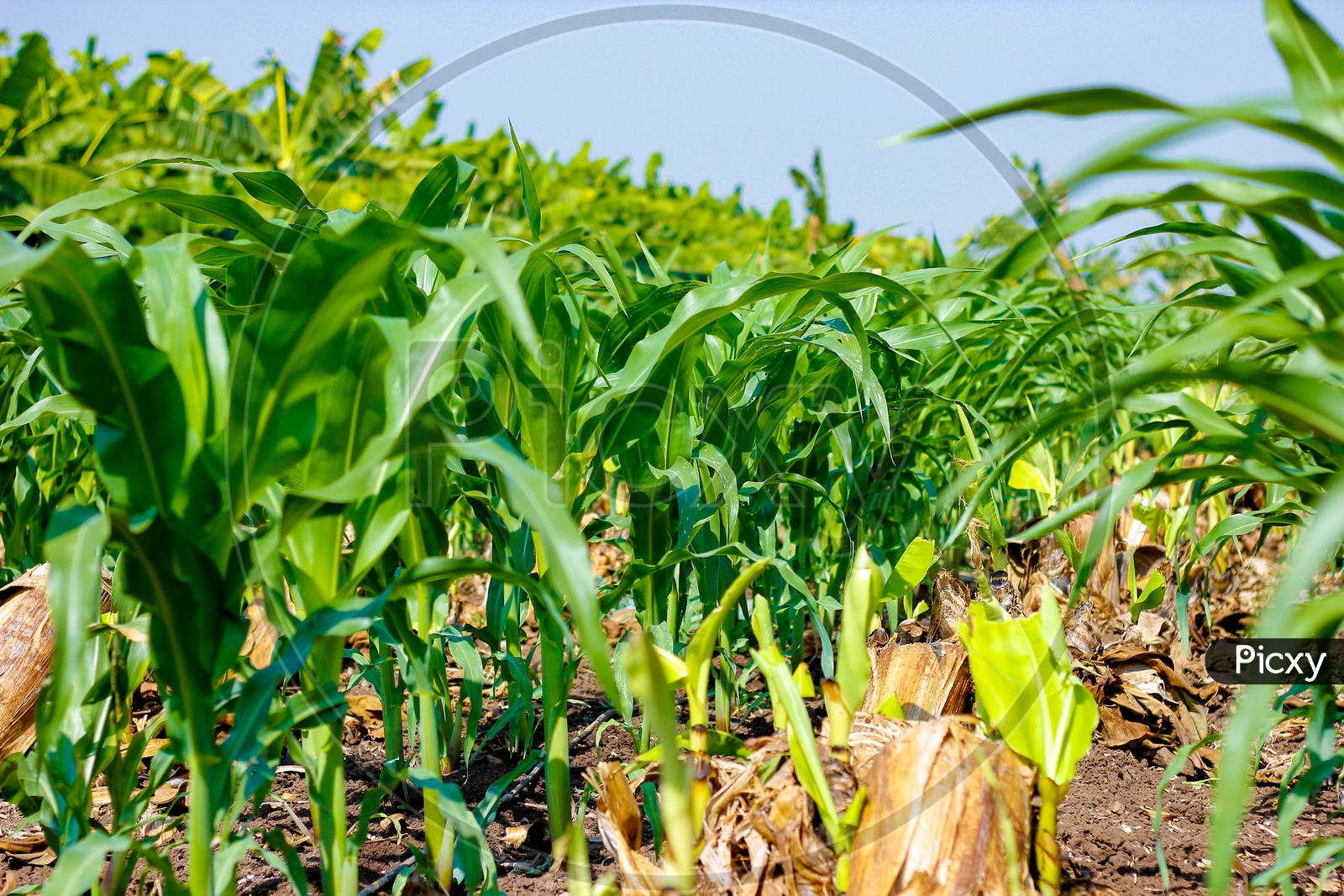 Maize Plant In a Farming Field