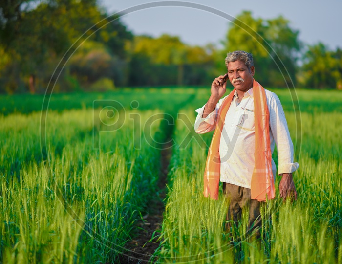 Green Wheat Fields - Indian farmer