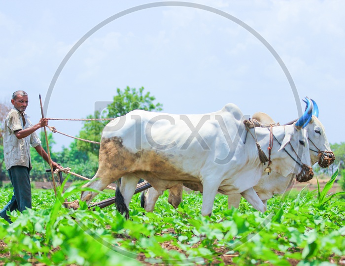 Indian Farmer Ploughing in  Cotton Field  with Bullocks