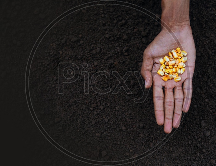 Maize / Corn Seeds in a Farmers Hand For Seeding in Soil