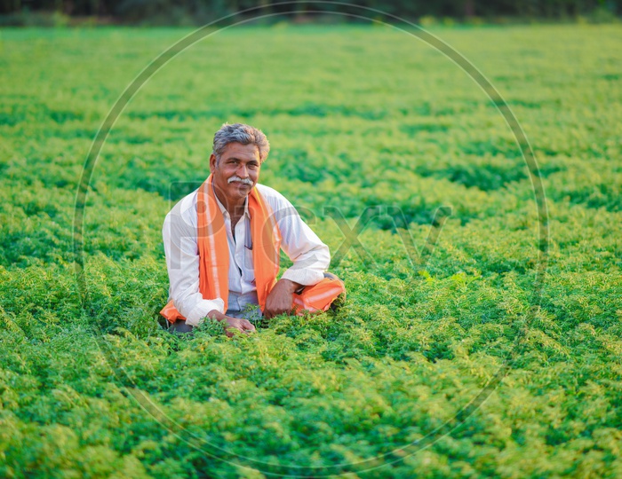 A Farmer in His Green Chickpea Field