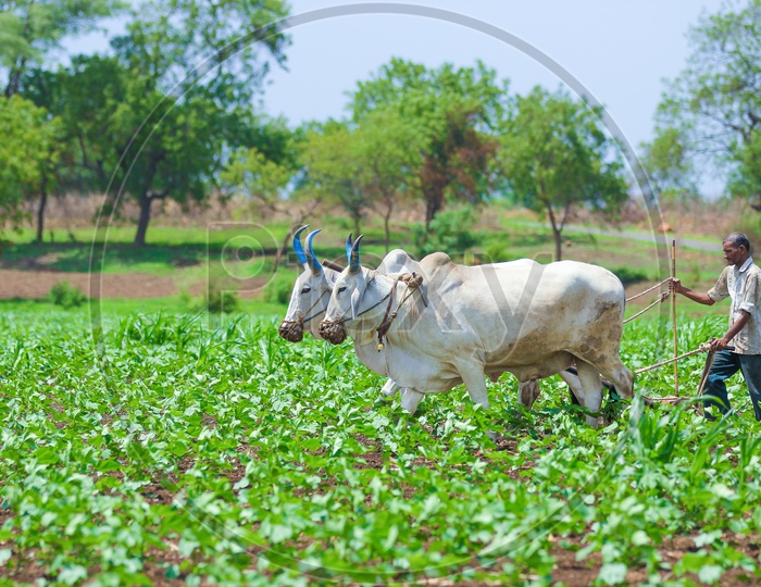 An Indian Farmer Ploughing  Green Maize  Field With Bullocks