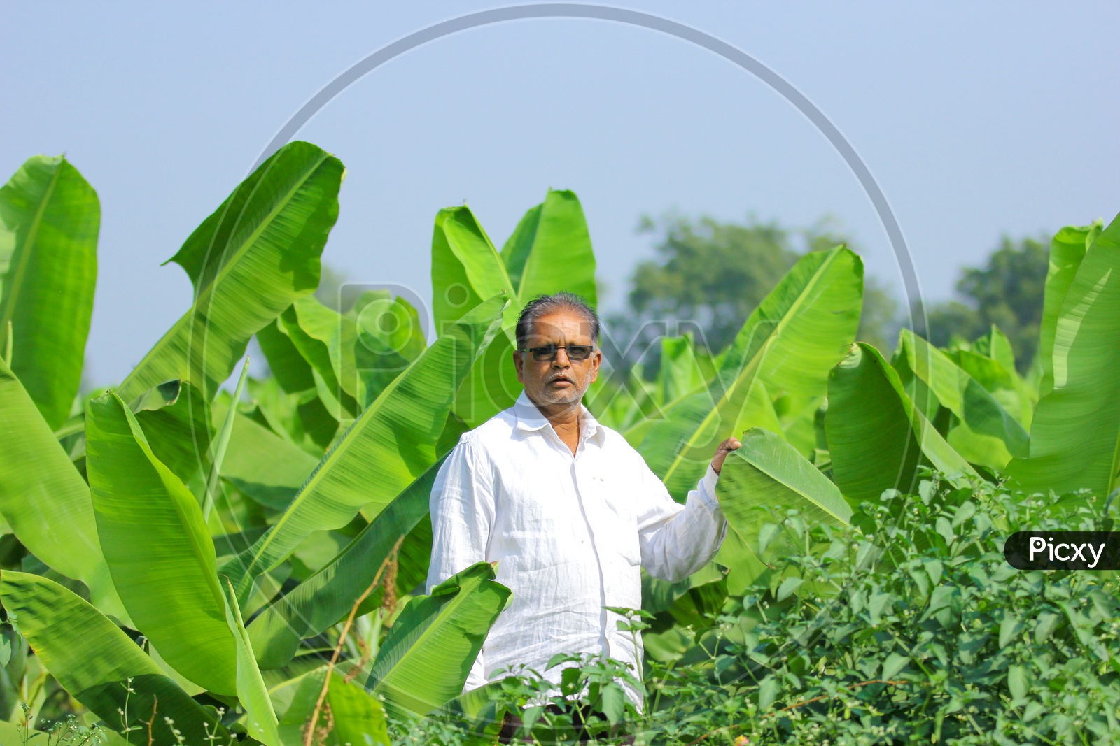 Indian Farmer in a Banana Farming Field