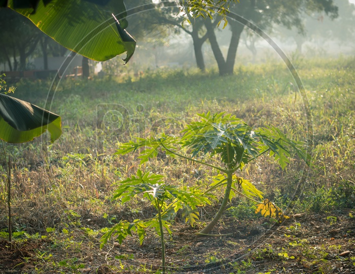 papaya tree in the field with grass