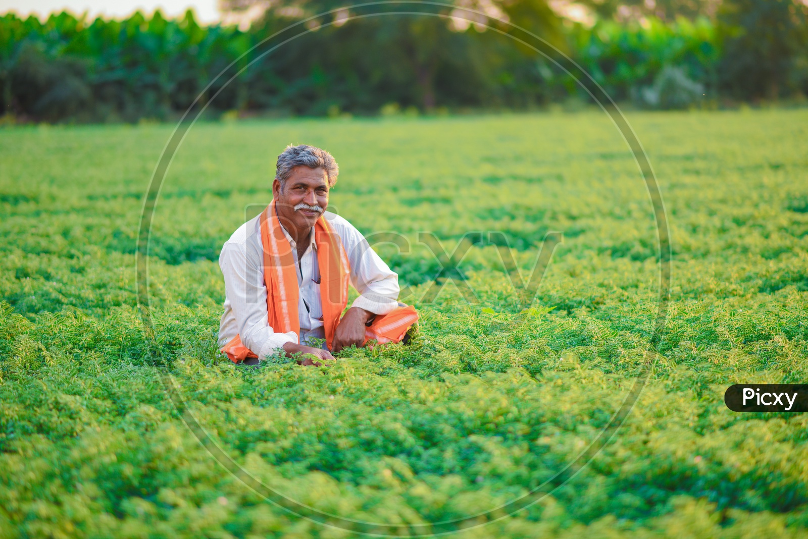 A Farmer in His Green Chickpea Field