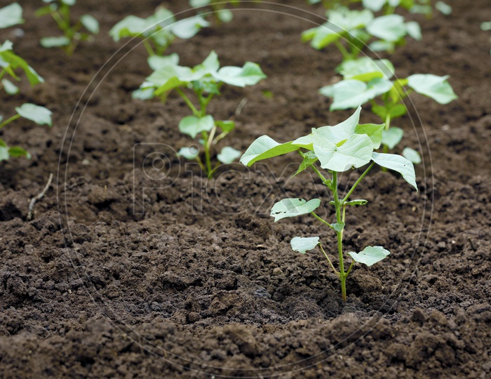 Cotton Seed Saplings In an Agricultural Field