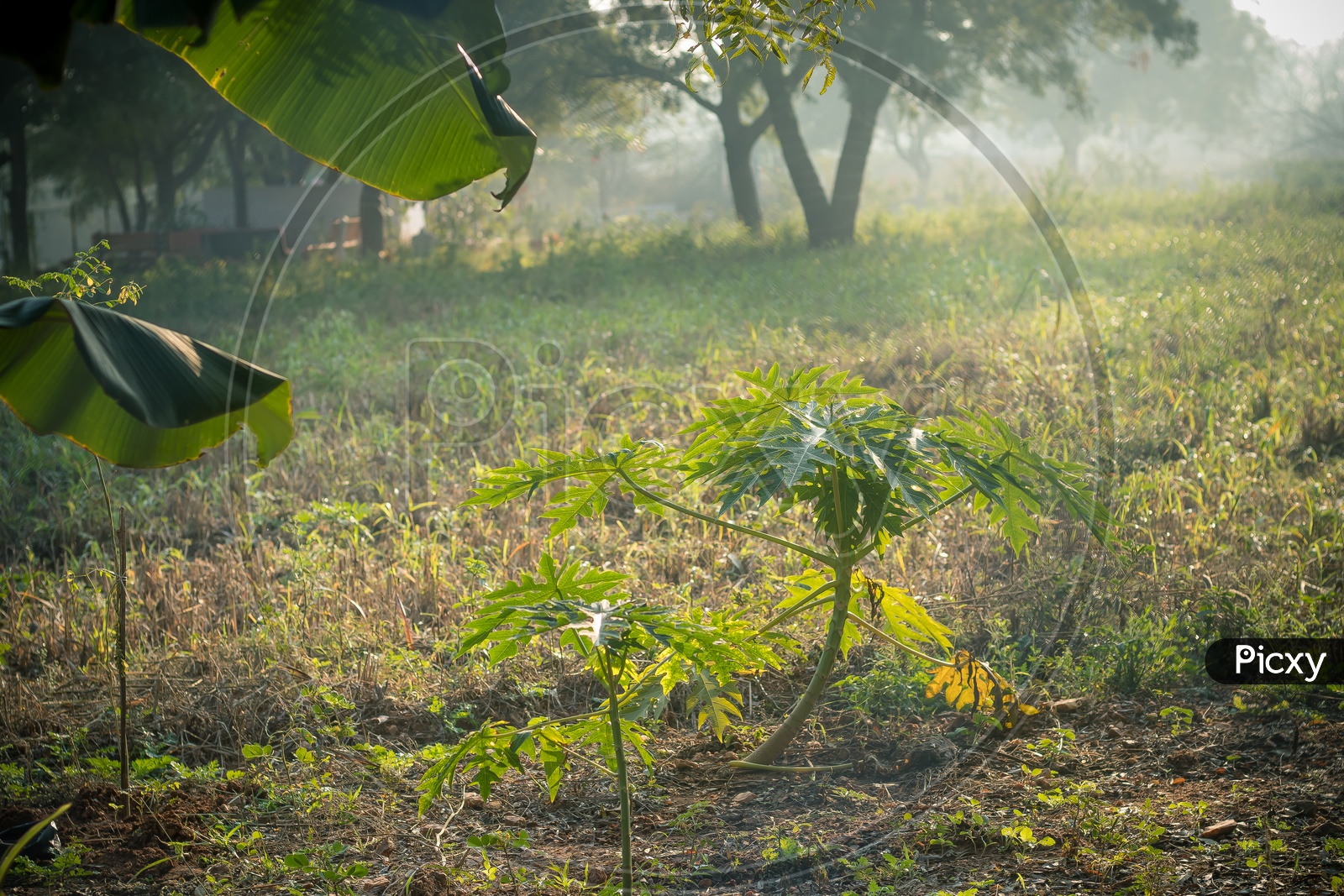 papaya tree in the field with grass