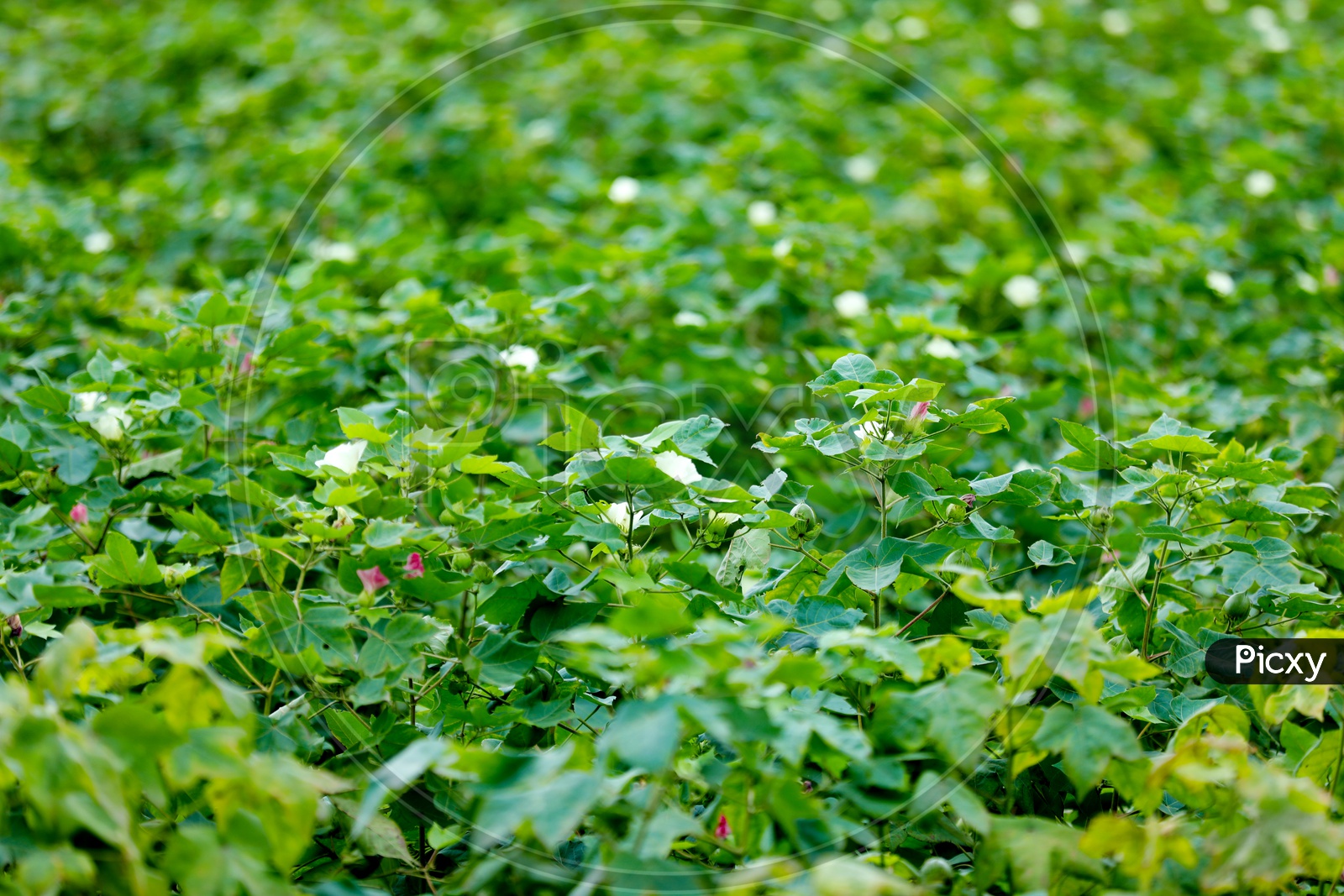 Green Cotton Crop in Farming Field