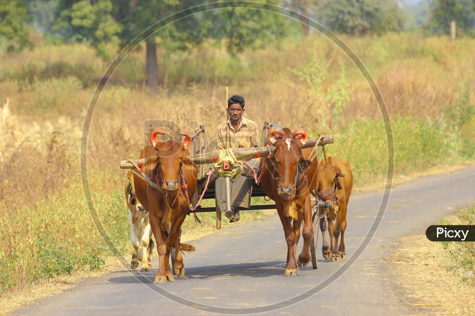 Farmer on a Bullock Cart In India