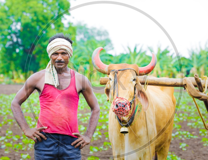 Indian Farmer with Bullocks In Agricultural Field