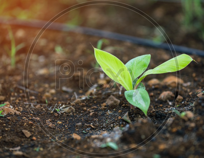 Banana Plant Saplings In The Field Closeup Shot