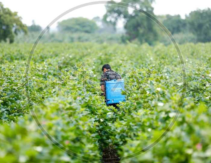 Indian Farmer Spraying Pesticides in Cotton Field