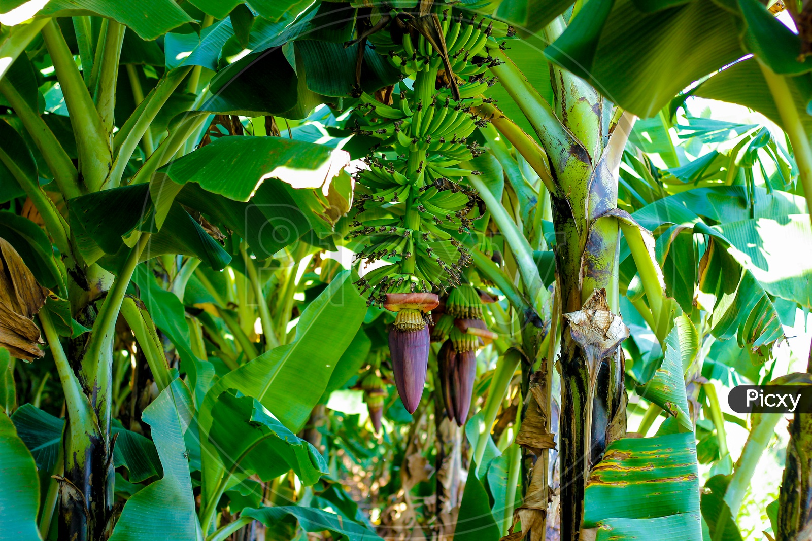 Banana Yield in Green Banana Field