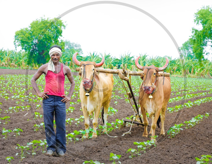 Indian Farmer in an Agricultural field with his bullocks
