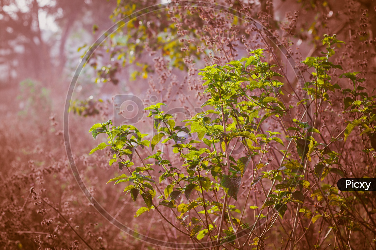 green leafs plants with pink leafs background. purple color tone macro  blurred background