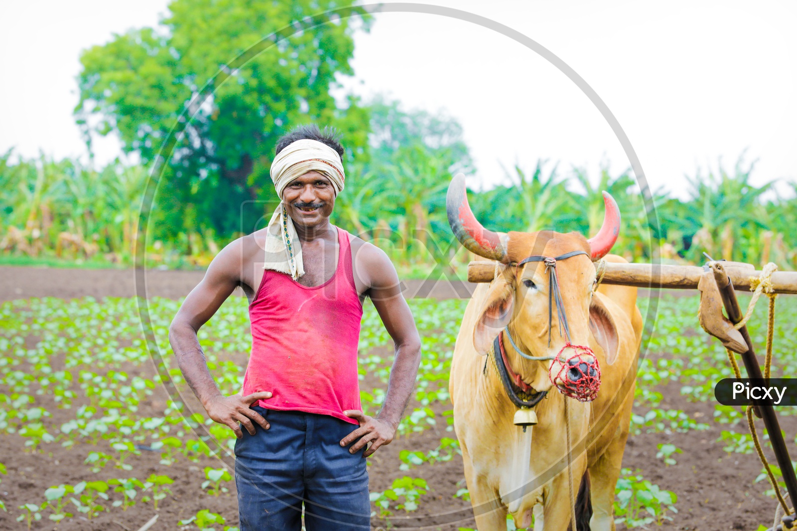 Indian Farmer in an Agricultural field with his bullocks