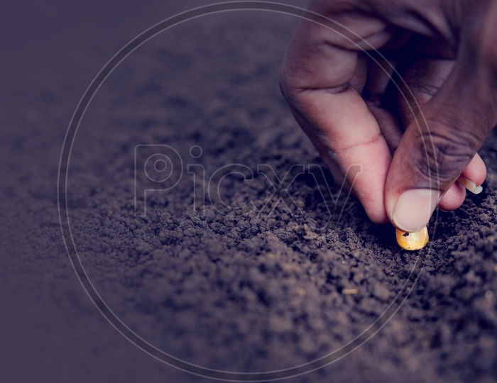 Farmer Hand Seeding The Maize / Corn in Soil