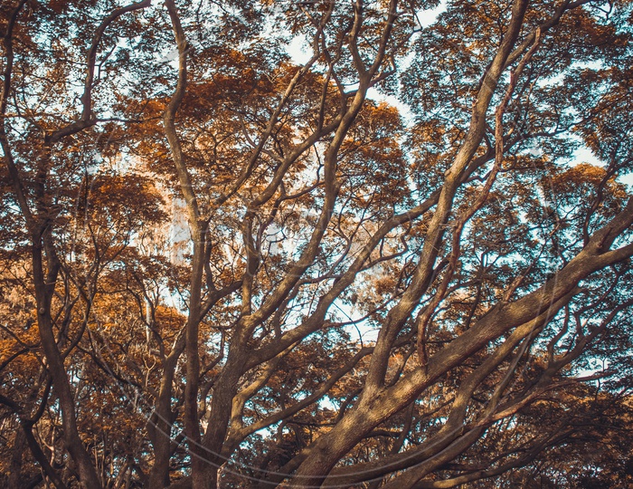 cubbon park,bangalore
