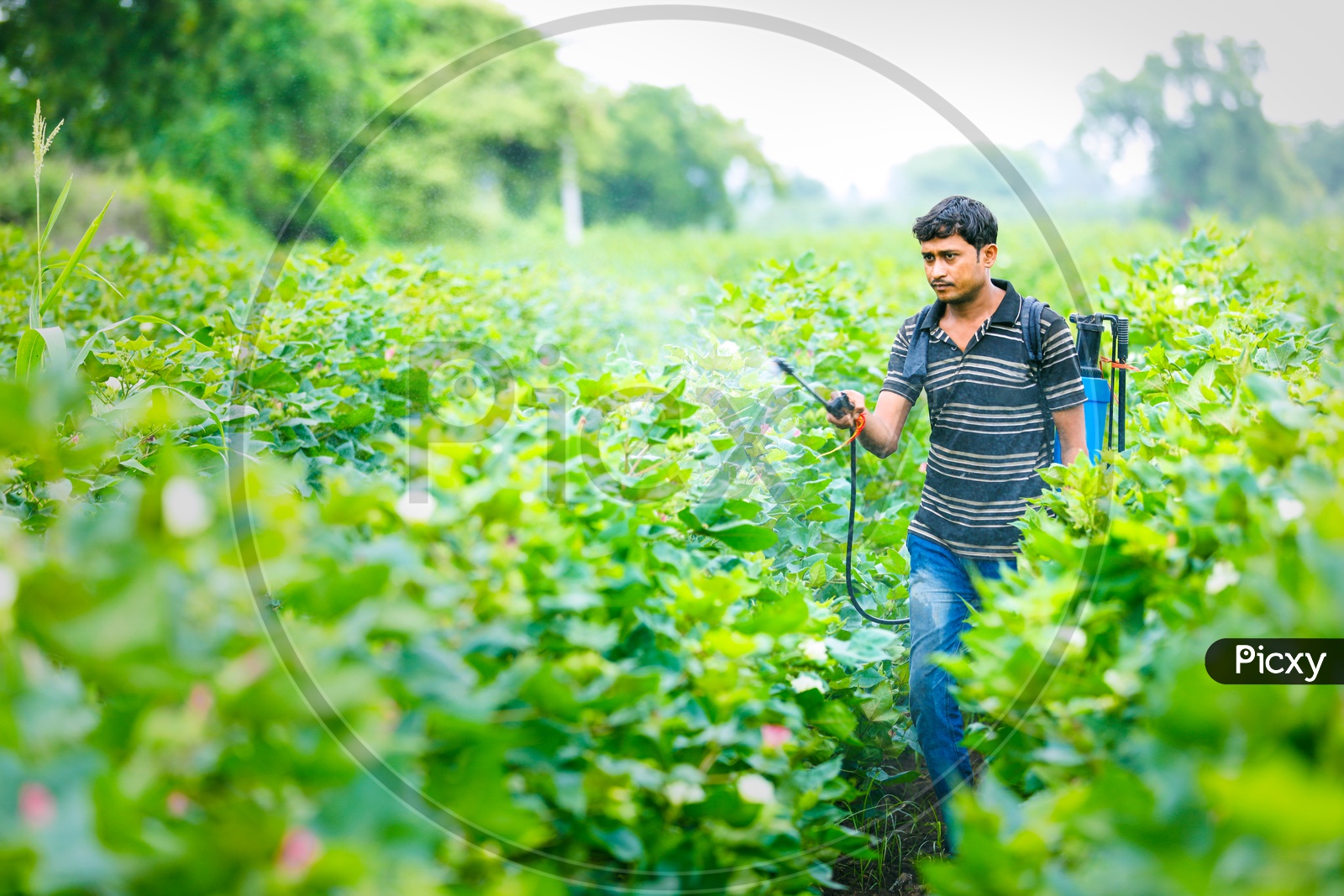 Indian Farmers Spraying Pesticides in Cotton Farming Field