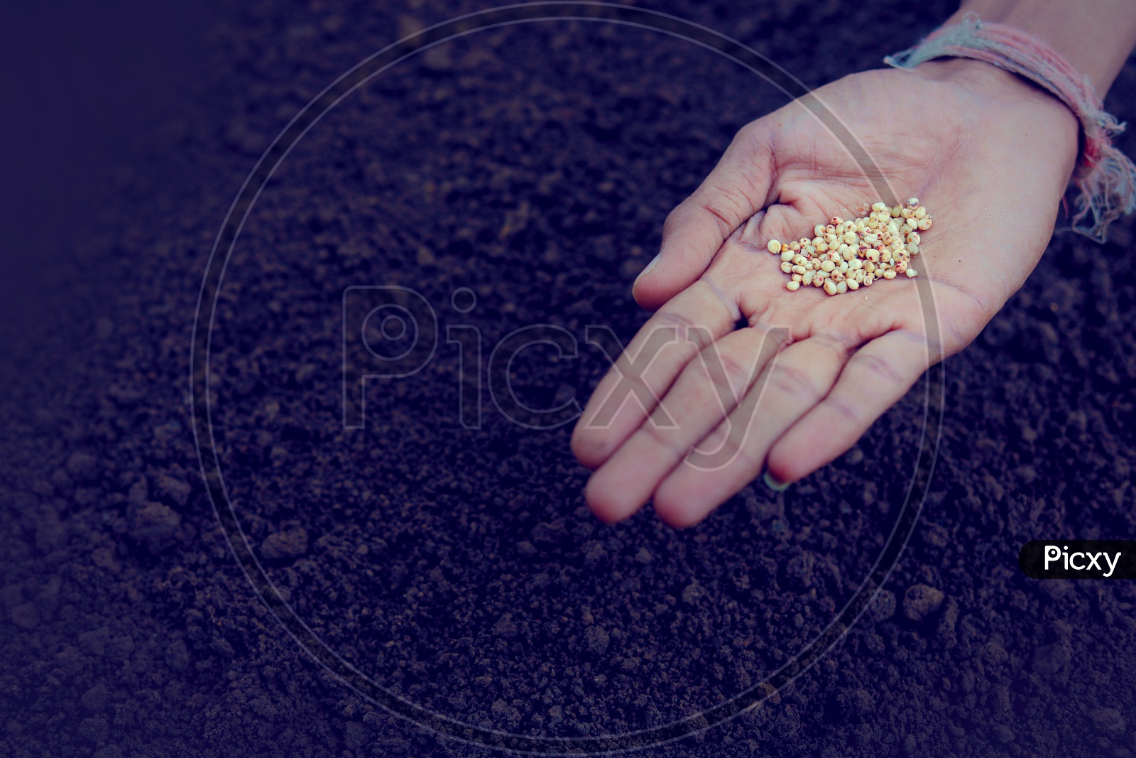 Jowar Seeds in a Farmers Hand For Seeding in Soil