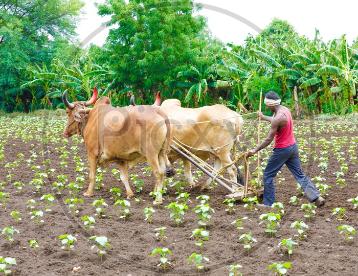 Indian Farmer Ploughing An Agricultural Field With Bullocks
