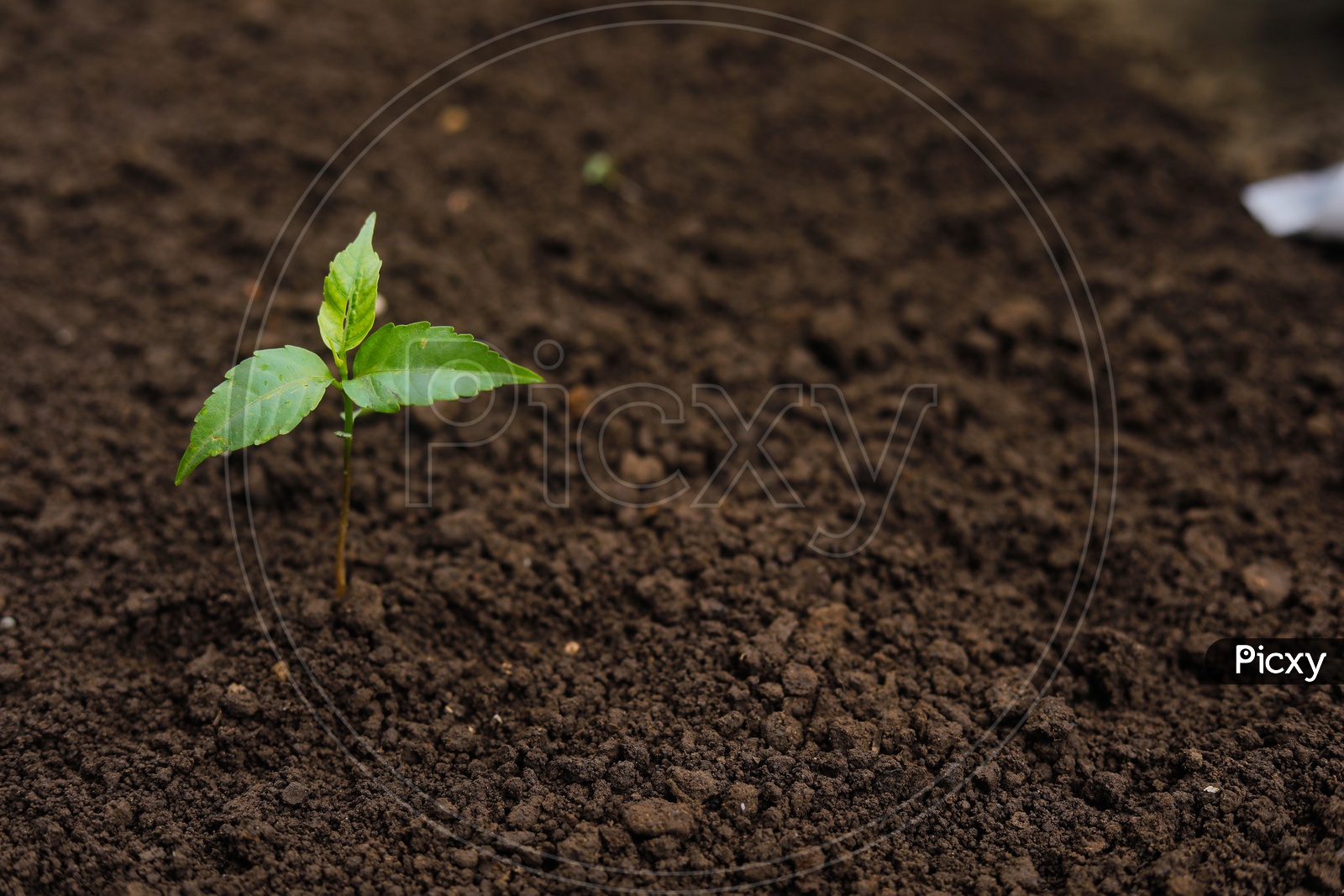 Neem Plant Sapling Closeup Shot over a Soil
