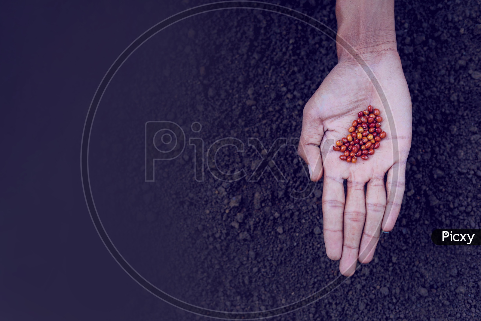 Pigeon pea  Seeds in a Farmers Hand For Seeding in Soil