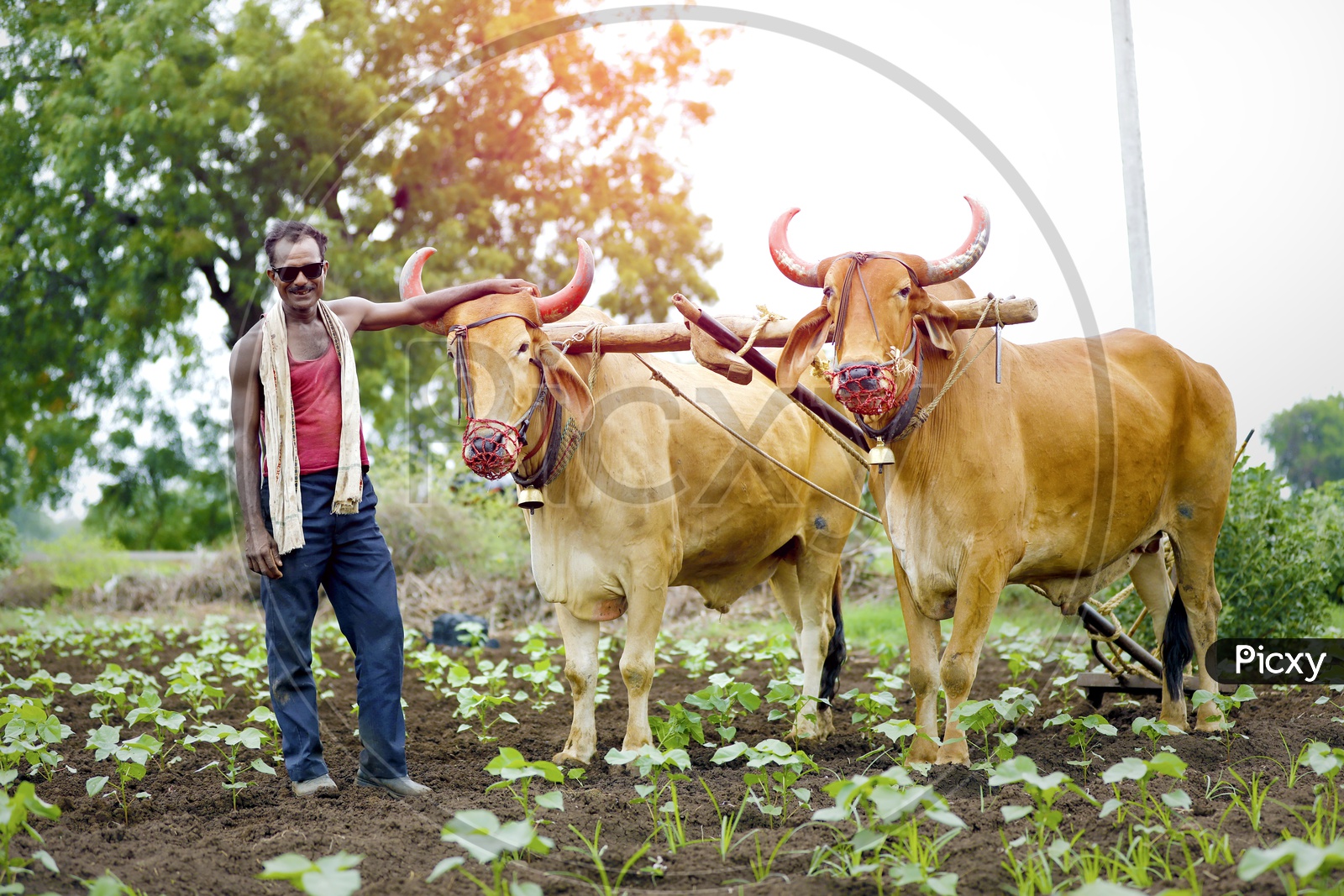 Indian Farmer in an Agricultural field with his bullocks and Posing to camera