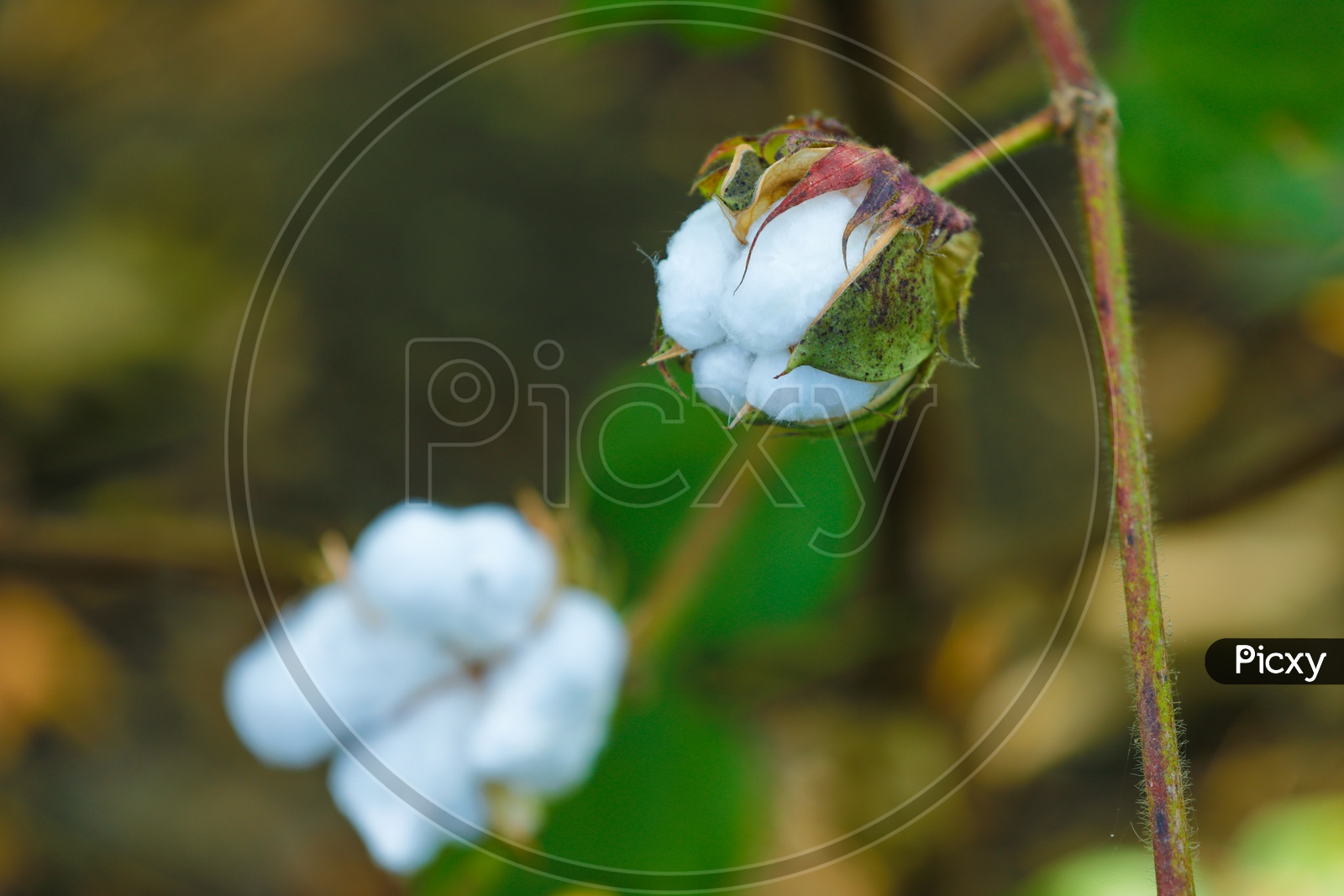 Image of Cotton Flowers From a Cotton Fruit Closeup ShotNC635959Picxy