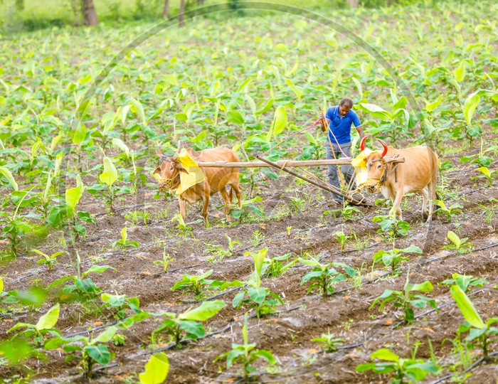 Indian farmer Ploughing field with bullocks