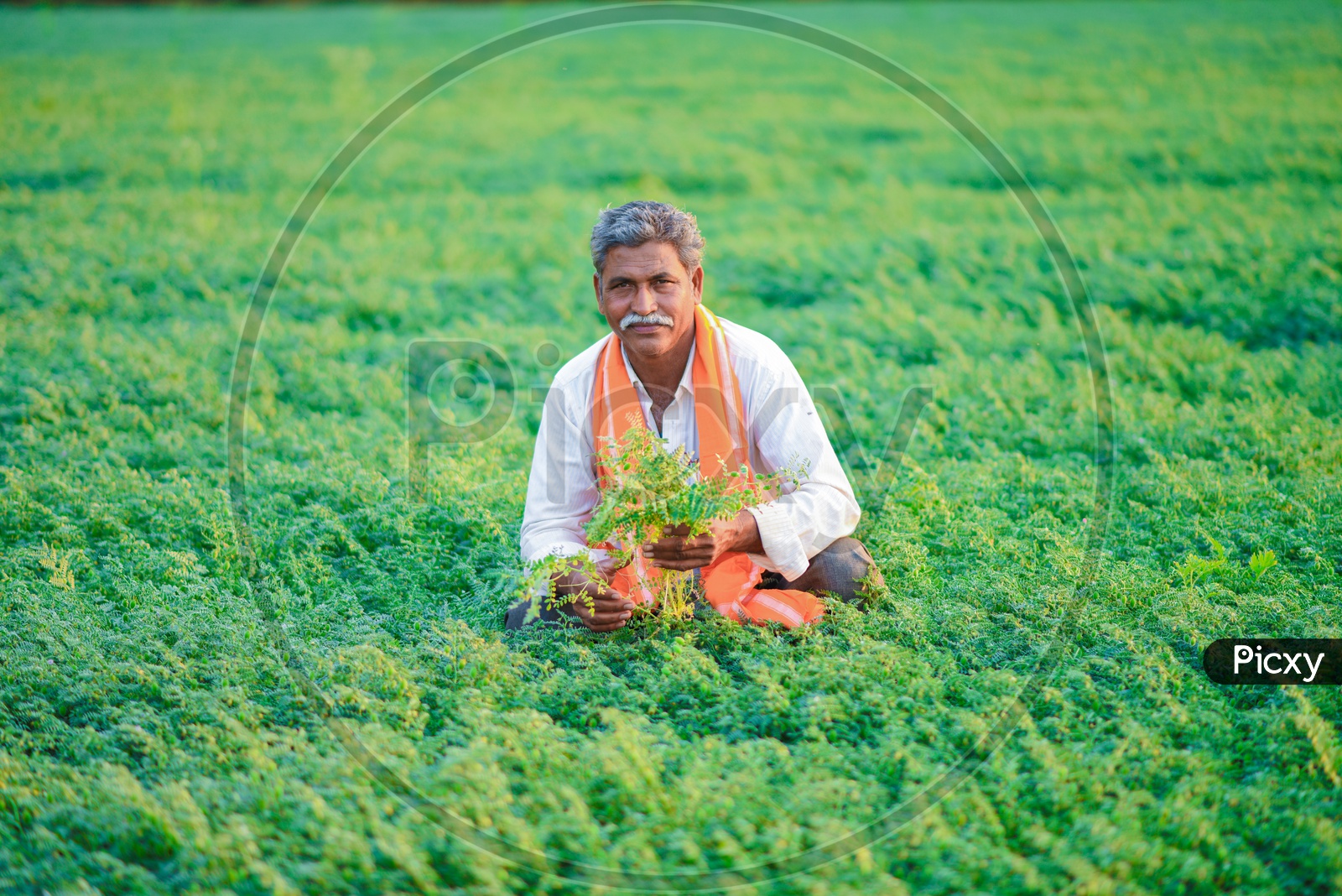 A Farmer in His Green Chickpea Field with Yield in Hand