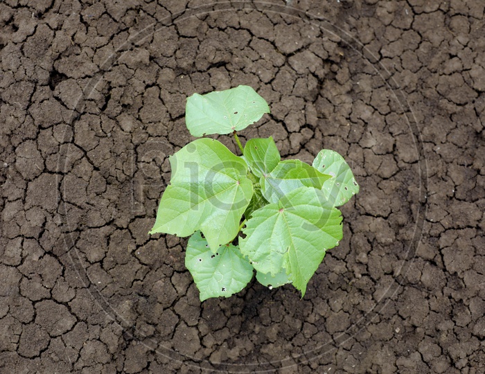 Cotton Seed Saplings In an Agricultural Field