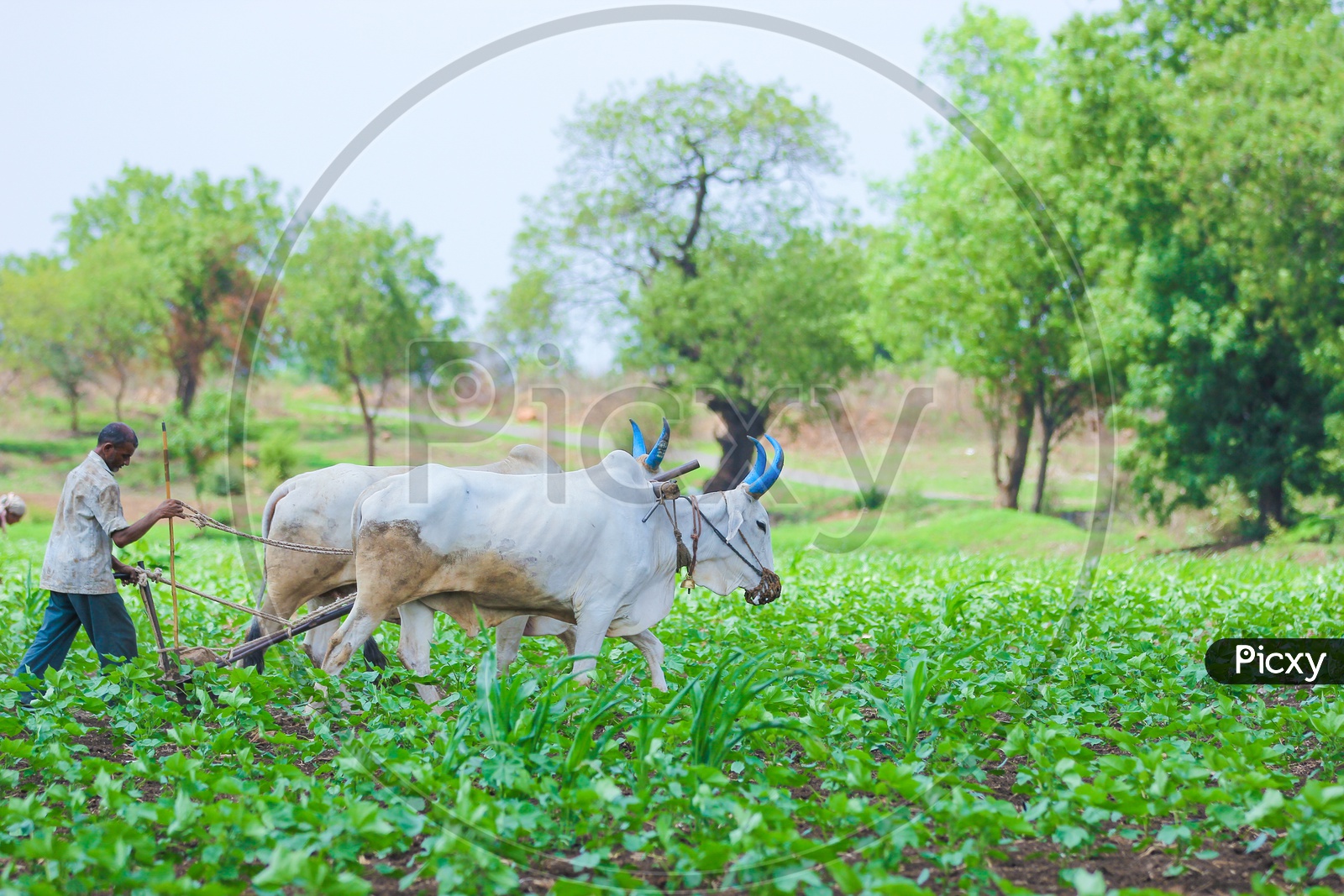 An Indian Farmer Ploughing  green  Cotton Field With Bullocks