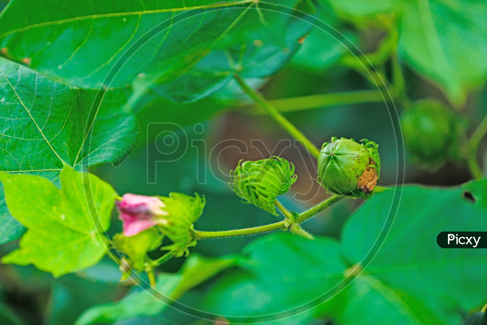 Cotton Plant Fruit Closeup Shot