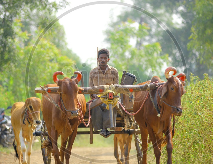 Indian Farmer riding a bullock cart in Agricultural field