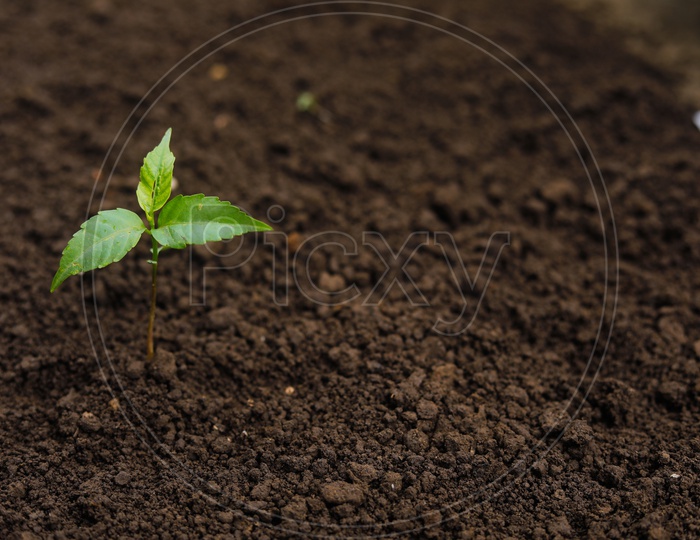 Neem Plant Sapling Closeup Shot over a Soil