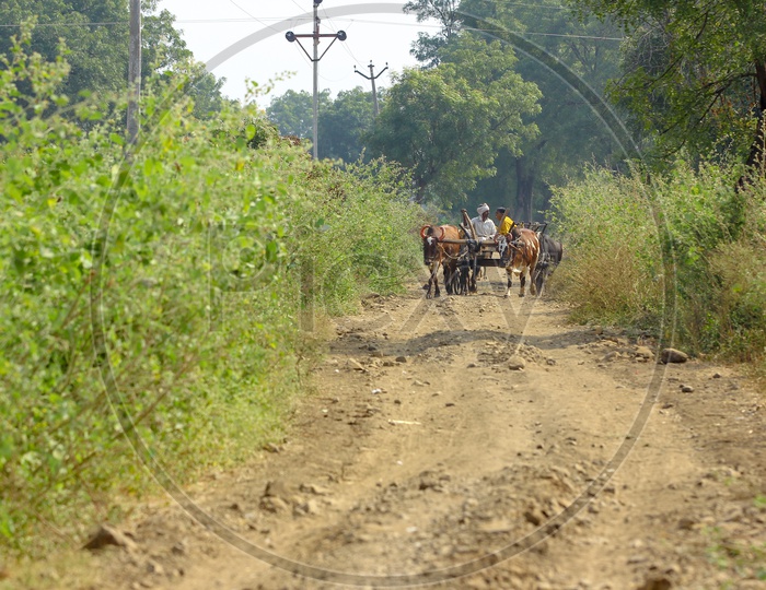 Indian Couple On Bullock Cart in Rural Village