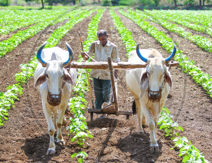 Indian Farmer Ploughing in  Cotton Field  with Bullocks