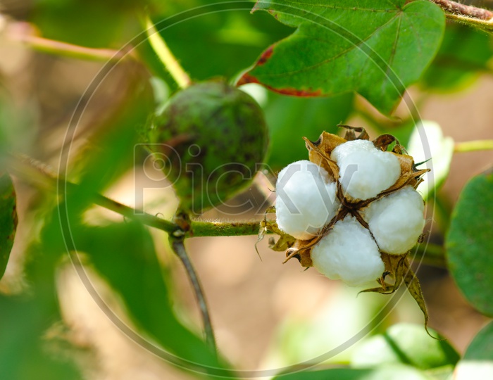 Cotton Flowers From a Cotton Fruit Closeup Shot