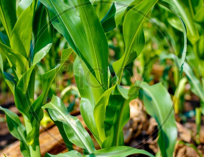 Maize Plant In a Farming Field