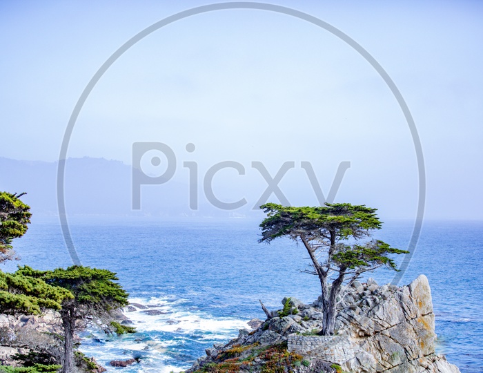 The Lone Cypress(Lonely Tree) in Pebble Beach, California, USA