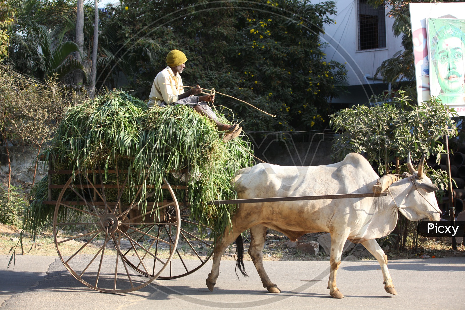 Indian Old Man Carrying Green Grass On a Bullock Cart