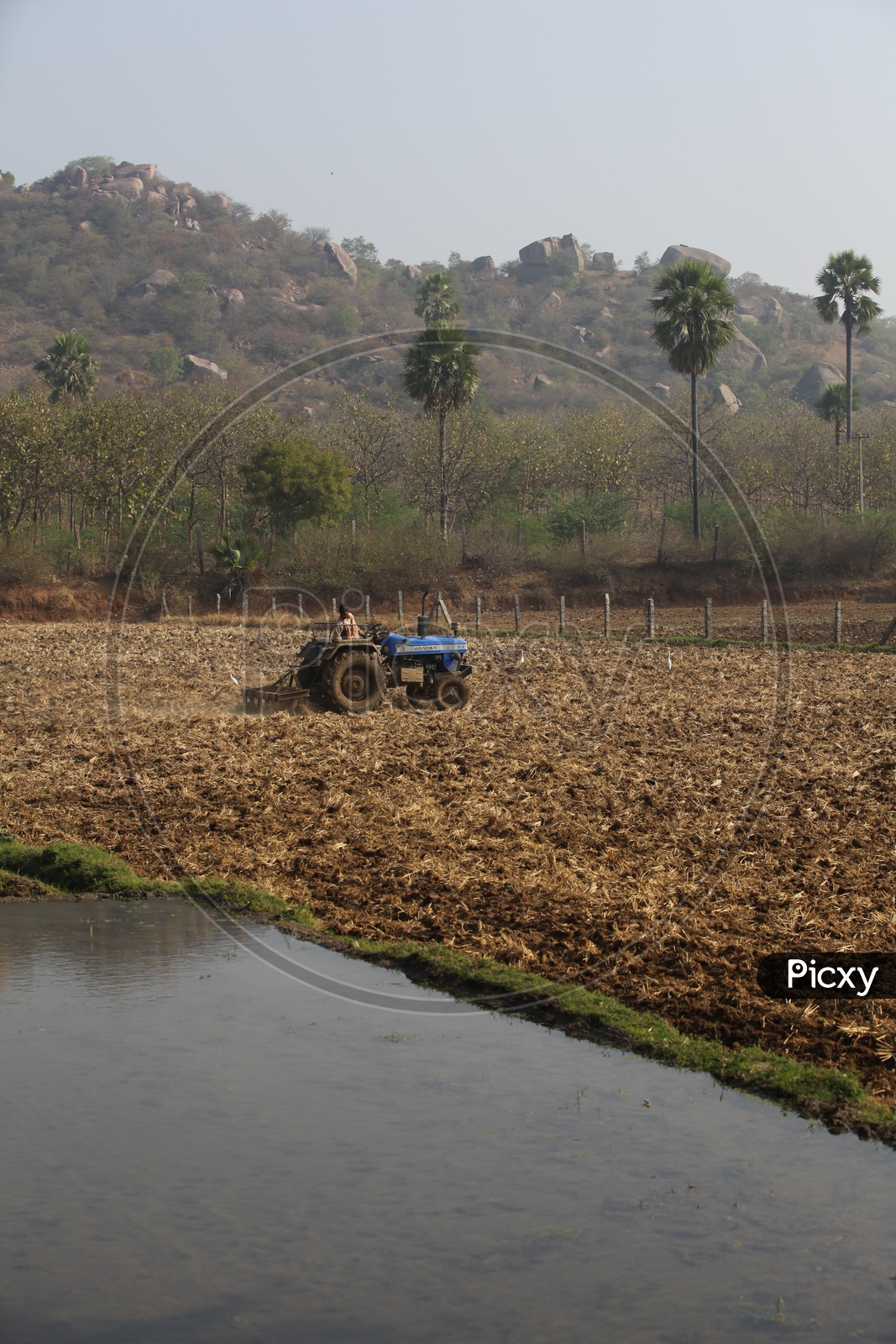 Indian Farmers Ploughing  The Field