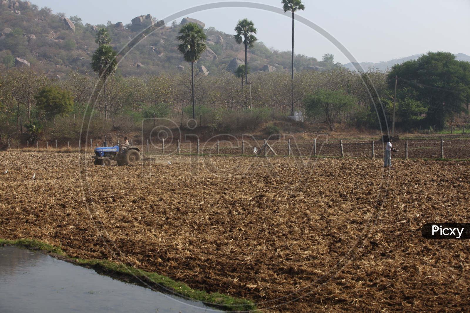 Indian Farmers Ploughing and Seeding The Field