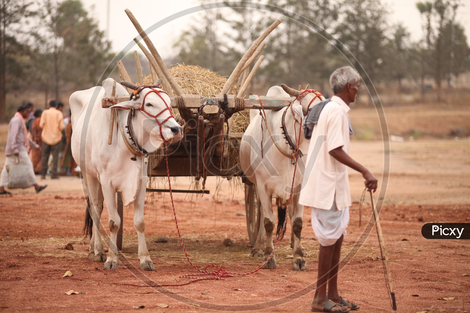 An Indian Old Man With His Bullock cart In Rural Villages in India