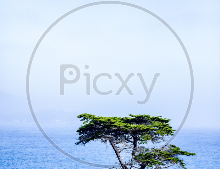 The Lone Cypress(Lonely Tree) in Pebble Beach, California, USA