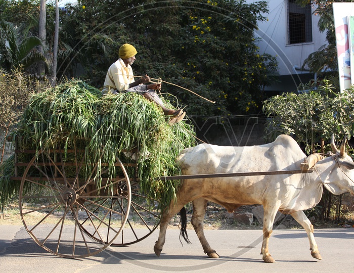 Indian Old Man Carrying Green Grass On a Bullock Cart